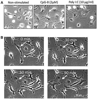 CpGs Induce Differentiation of Atlantic Salmon Mononuclear Phagocytes Into Cells With Dendritic Morphology and a Proinflammatory Transcriptional Profile but an Exhausted Allostimulatory Activity